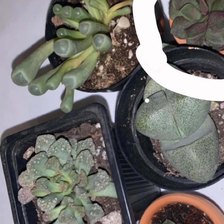 Lithops